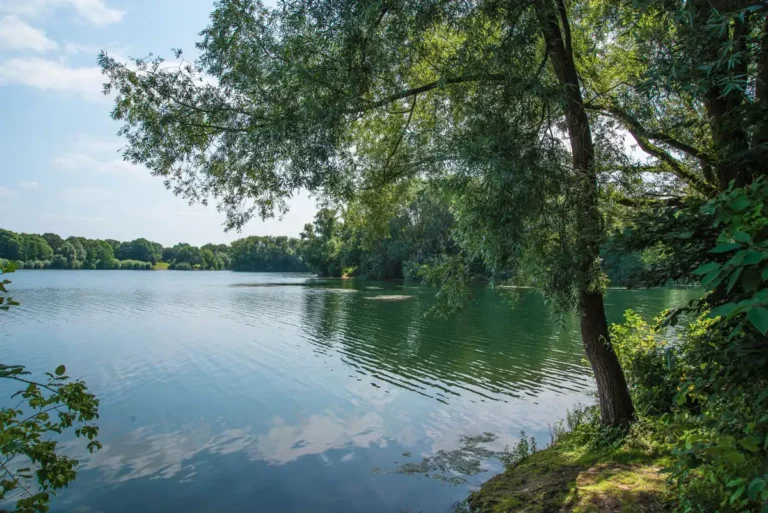 Blick auf den Uettelsheimer See hinter dem Eurohof, Ufer mit Baum